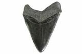 Fossil Megalodon Tooth - South Carolina #135455-2